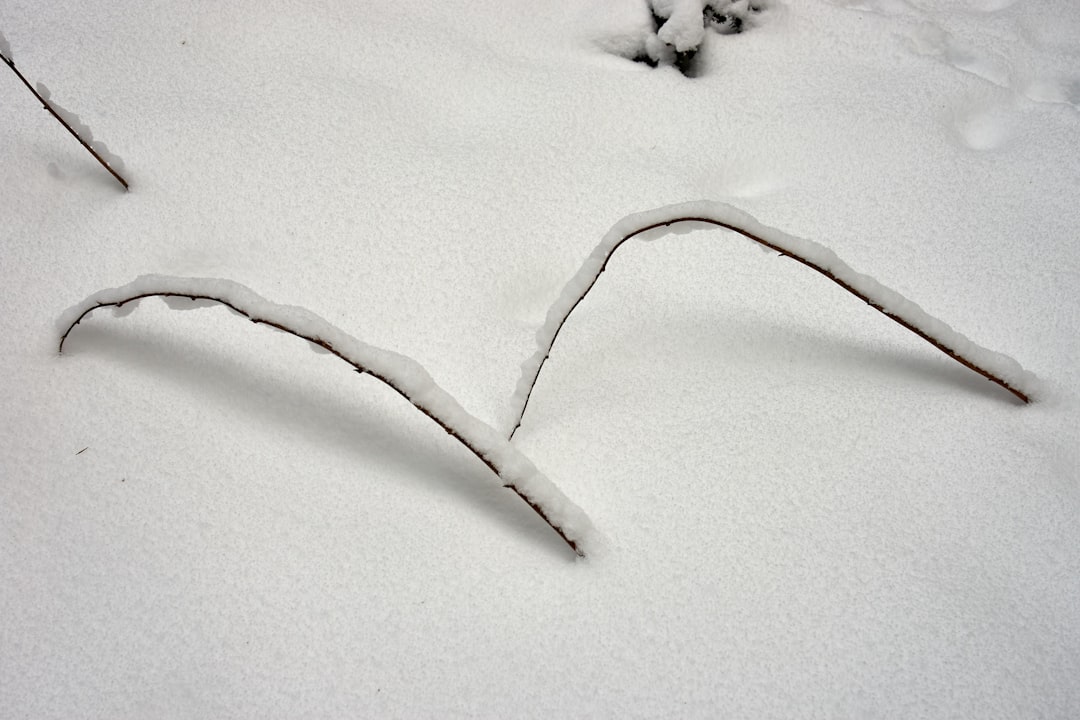 a snow covered field with a snowboard in the middle of it — Photo by Wolfgang Hasselmann on Unsplash