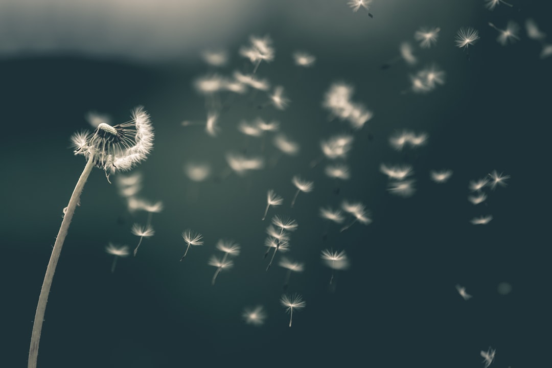 shallow focus of white dandelion — Photo by Saad Chaudhry on Unsplash