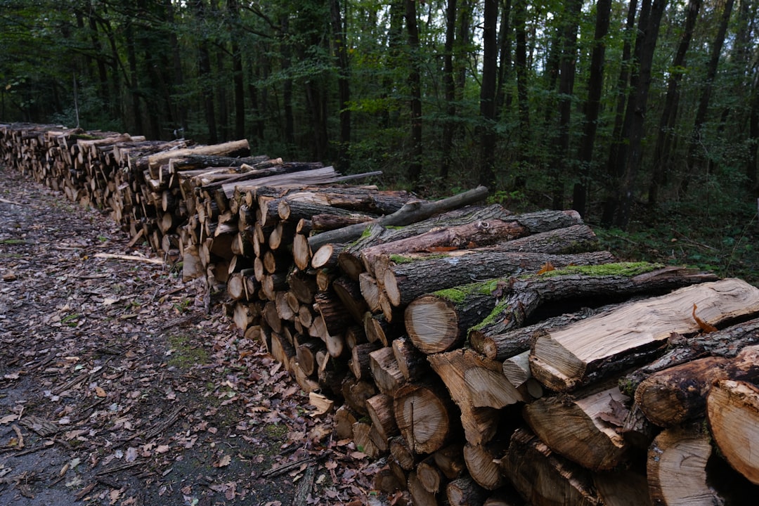 a pile of logs sitting in the middle of a forest — Photo by Ilker Ozmen on Unsplash