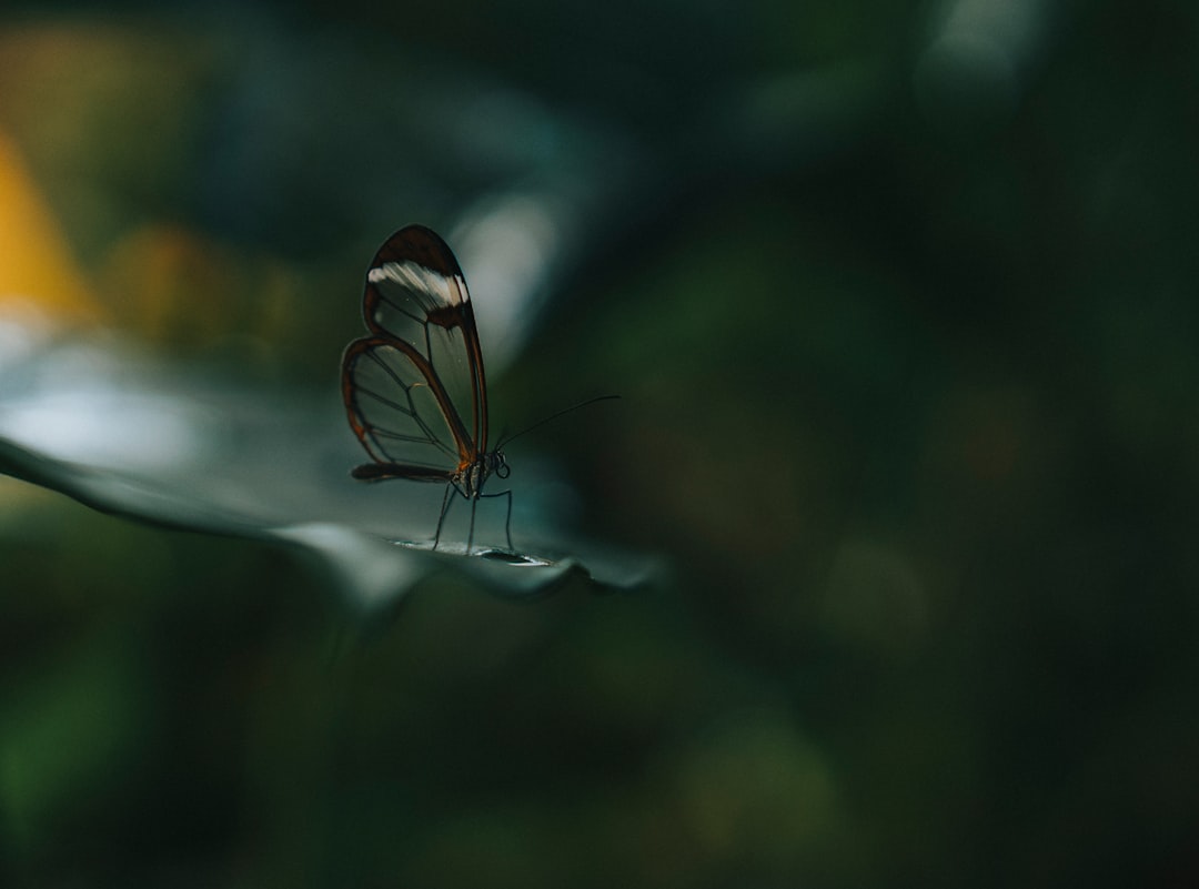 A glasswing butterfly rests on a leaf. — Photo by Thomas Drechsler on Unsplash