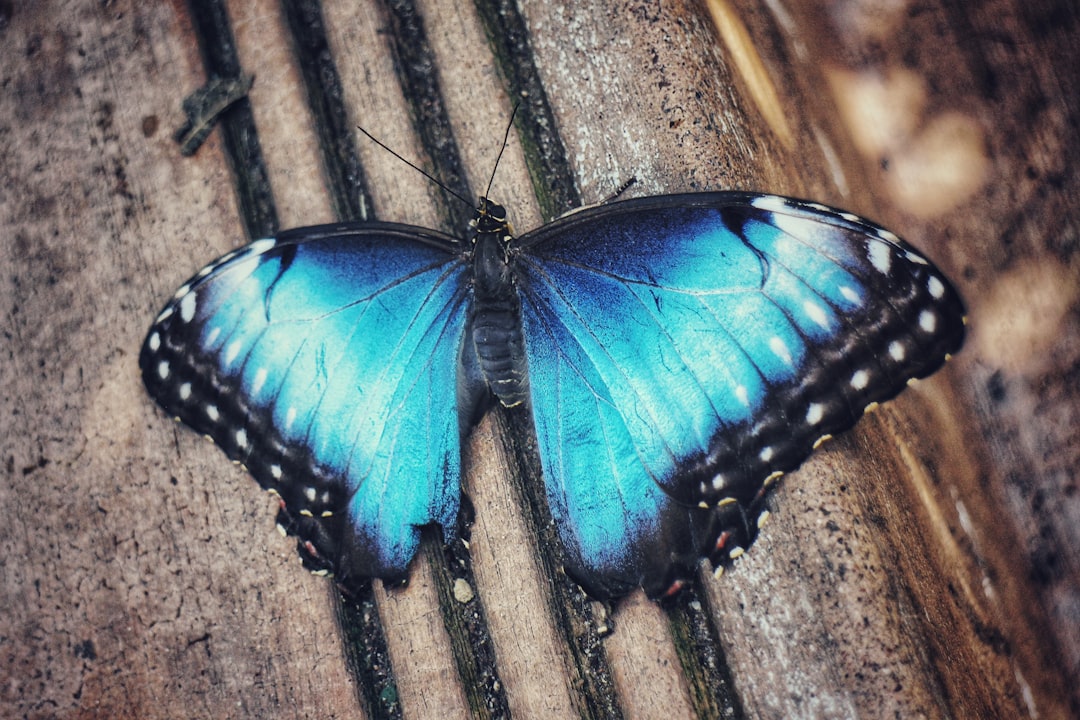 a blue butterfly sitting on top of a wooden bench — Photo by Shirley Cairns on Unsplash